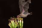 Arizona-Santa Cruz County Bat feeds on yucca nectar Art Print